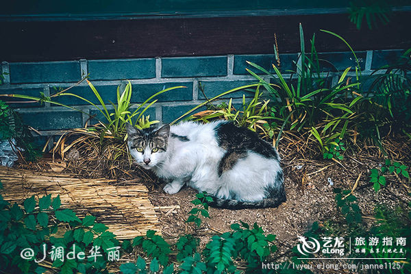 【韩国】没吃过这几样美食，首尔就白去啦！