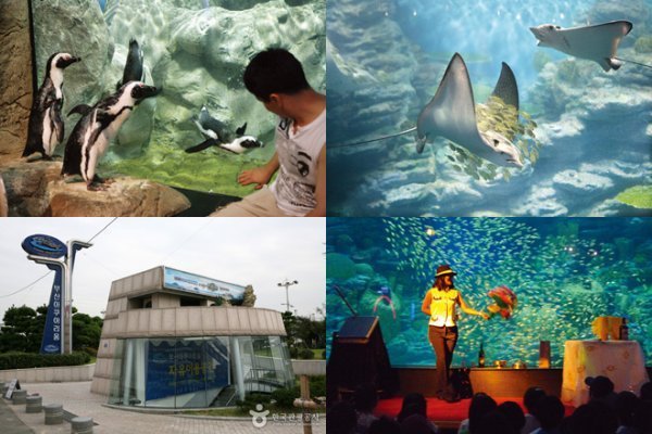 2016 韩国釜山景点攻略(影岛太宗台游园地/海云台海水浴场/水族馆/龙头山公园) 2016 韩国釜山景点攻略(影岛太宗台游园地/海云台海水浴场/水族馆/龙头山公园)