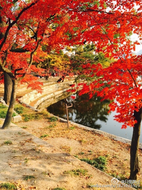 这才是韩国最美旅行时间表，全都都美哭了！