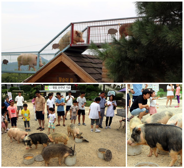 韩国产“金猪”香肠向香港出口