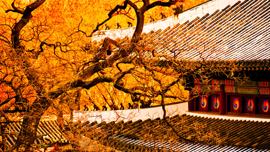 这里少有旅行团 却有韩国最美的秋天