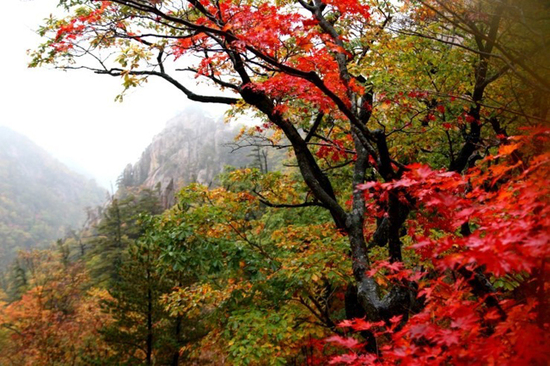 这里少有旅行团 却有韩国最美的秋天