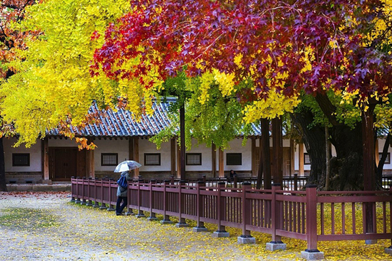 这里少有旅行团 却有韩国最美的秋天