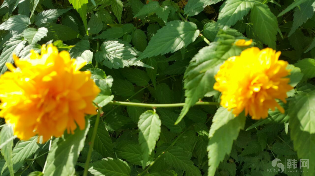韩国秋季花卉欣赏