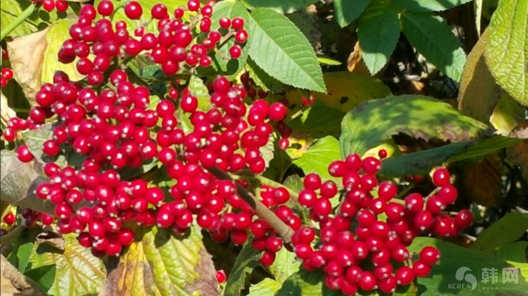 韩国秋季花卉欣赏