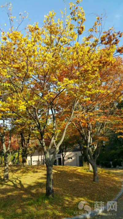 韩国秋季花卉欣赏