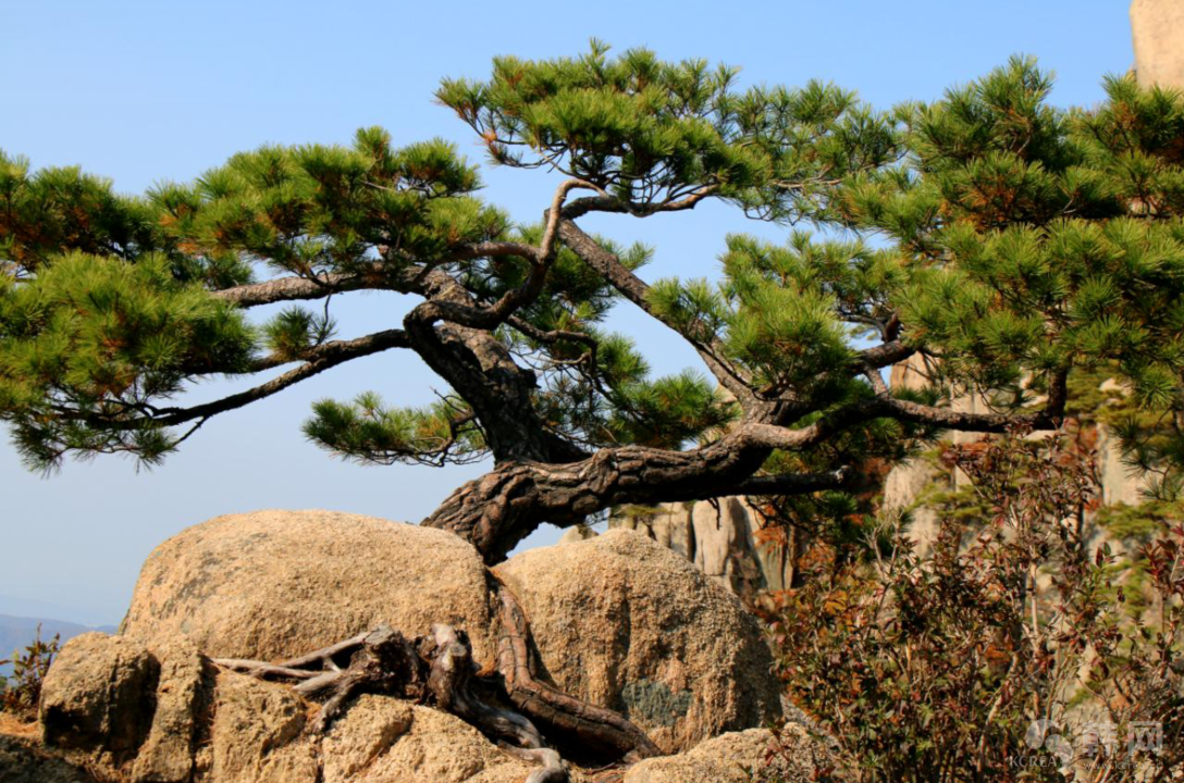首尔道峰山秋景枫叶图片欣赏