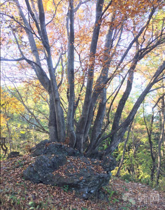 周末山行--江原道春川凛凛山秋景散步山路图片欣赏