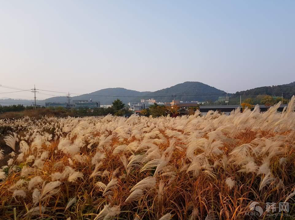 全北内藏山秋季赏枫庆典