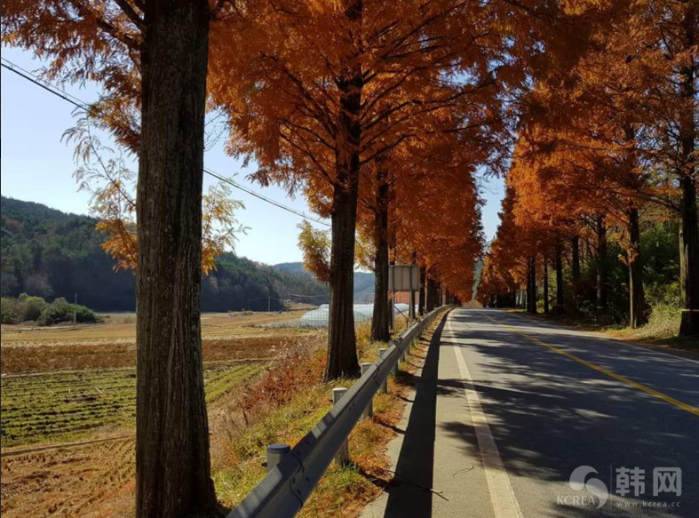全南宝城郡林荫大路秋季照片欣赏