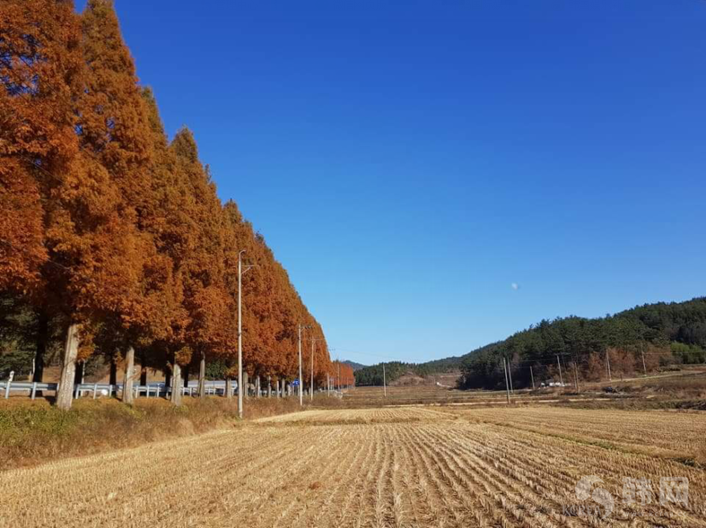 全南宝城郡林荫大路秋季照片欣赏