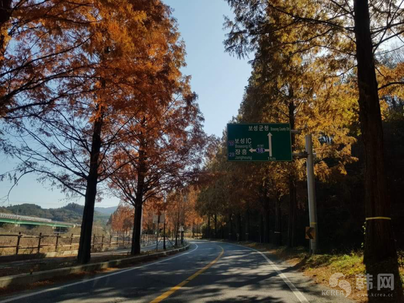 全南宝城郡林荫大路秋季照片欣赏