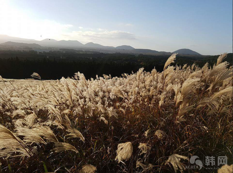 济州岛秋季景色图片欣赏