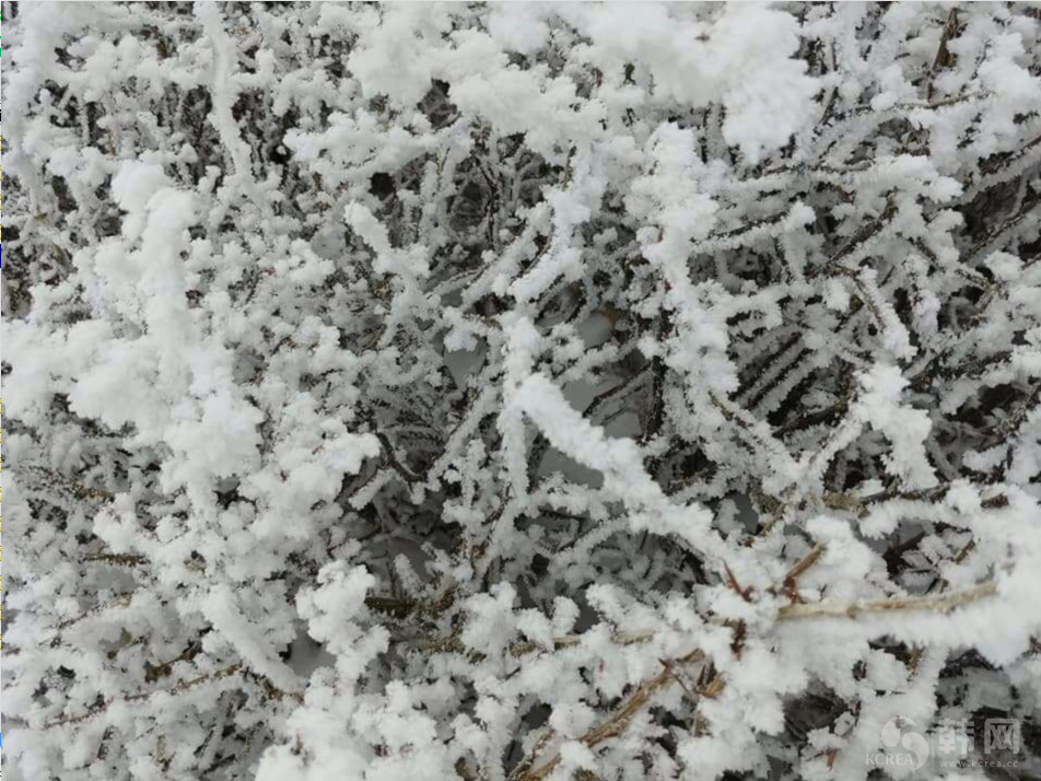  济州岛汉拿山山顶雪景图片欣赏