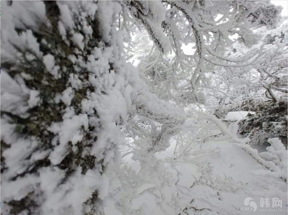  济州岛汉拿山山顶雪景图片欣赏