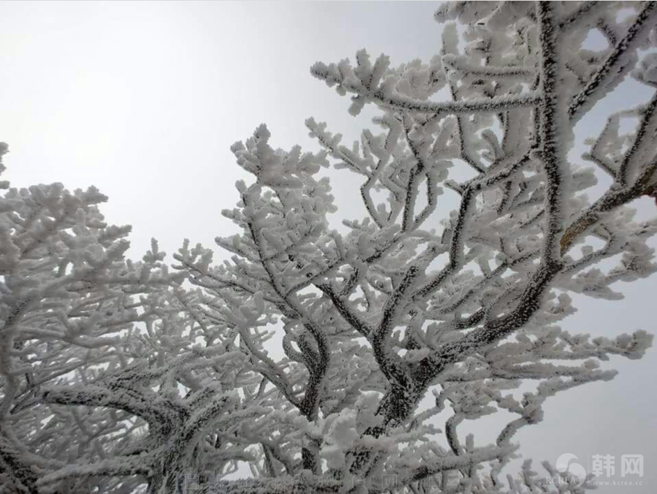  济州岛汉拿山山顶雪景图片欣赏