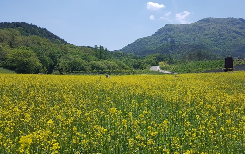 韩国全罗北道茂朱郡跆拳道园万朵油菜花盛开