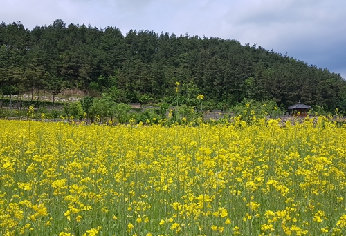 韩国全罗北道茂朱郡跆拳道园万朵油菜花盛开
