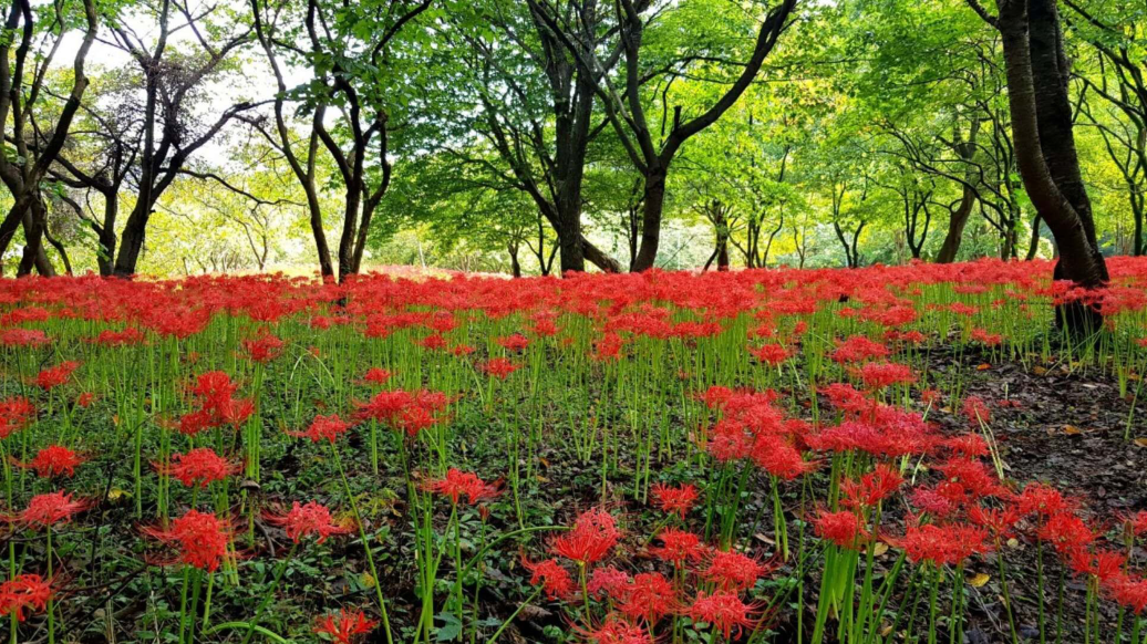 韩国釜山梵鱼寺秋景 -- 红与绿的交融