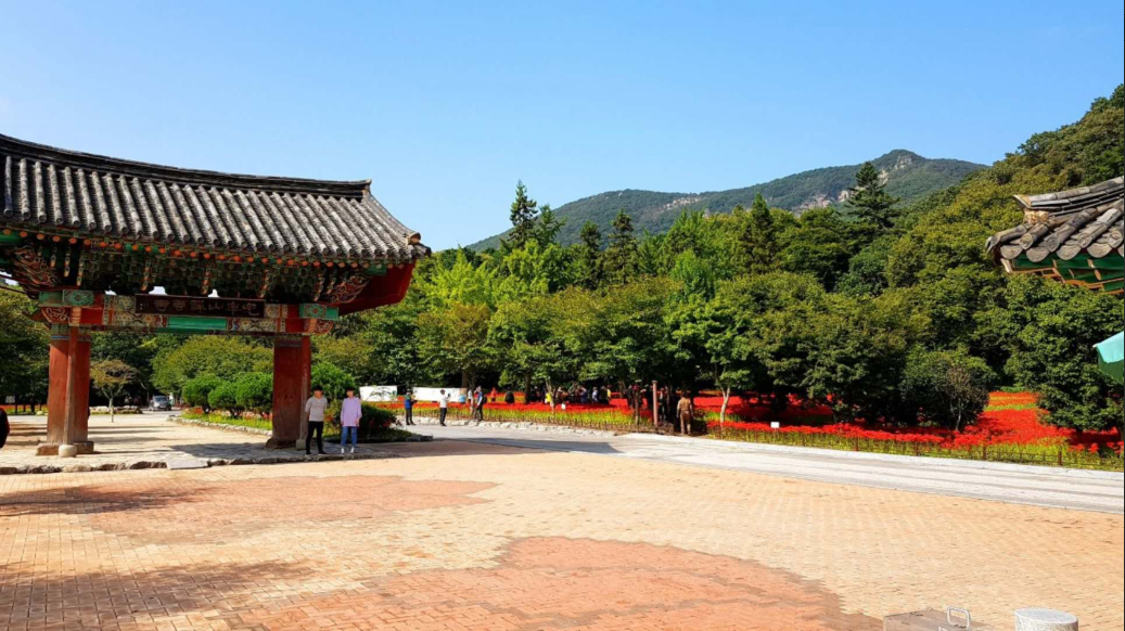韩国釜山梵鱼寺秋景 -- 红与绿的交融