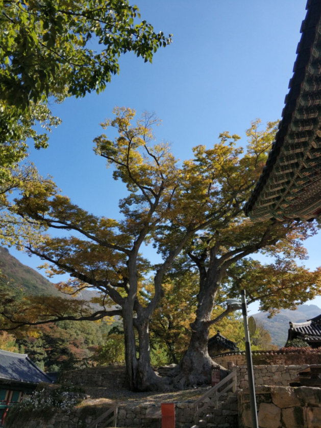 秋季唯美的全罗南道海南郡大兴寺