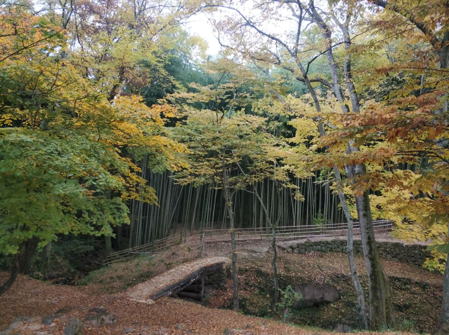 清新竹林 – 千年谭阳