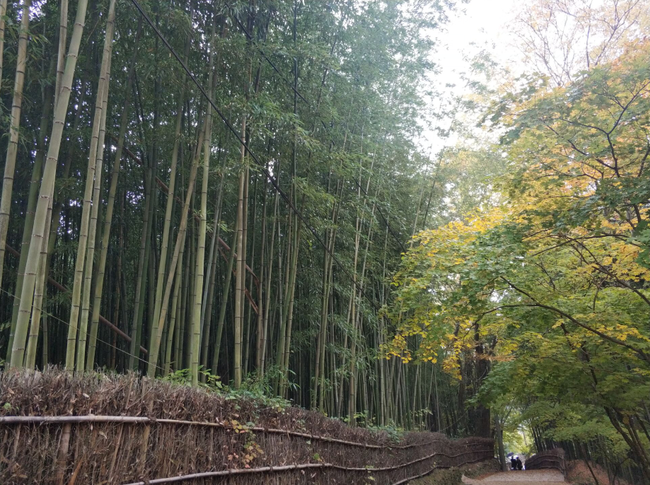 清新竹林 – 千年谭阳