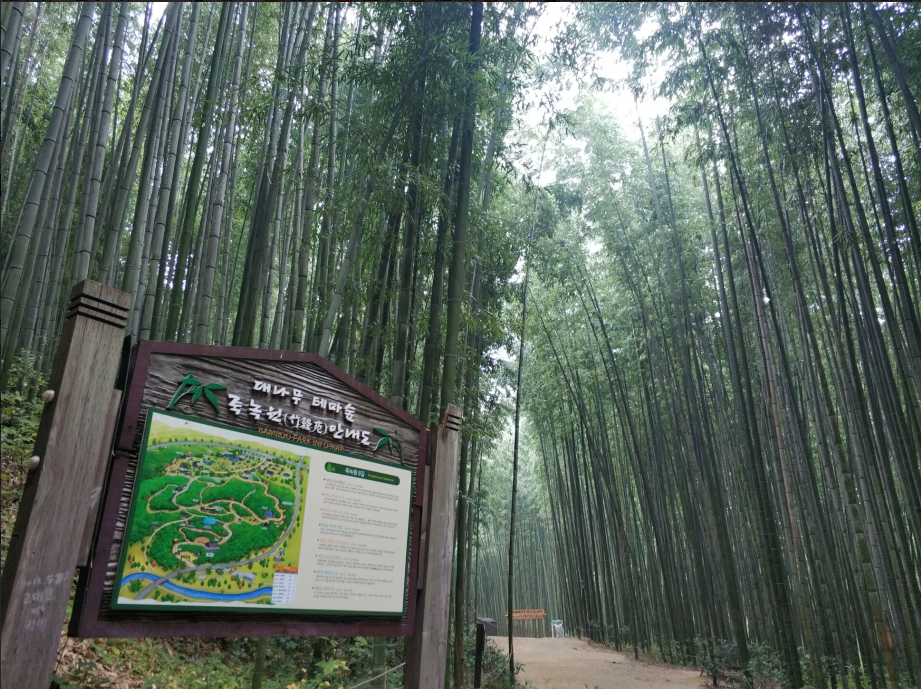清新竹林 – 千年谭阳