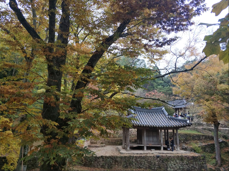 清新竹林 – 千年谭阳