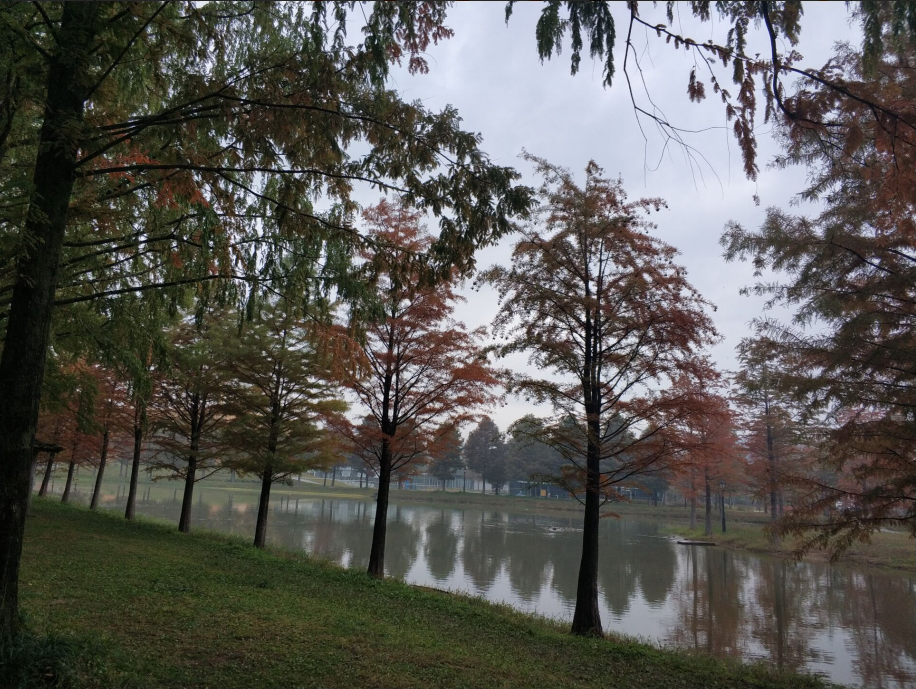清新竹林 – 千年谭阳