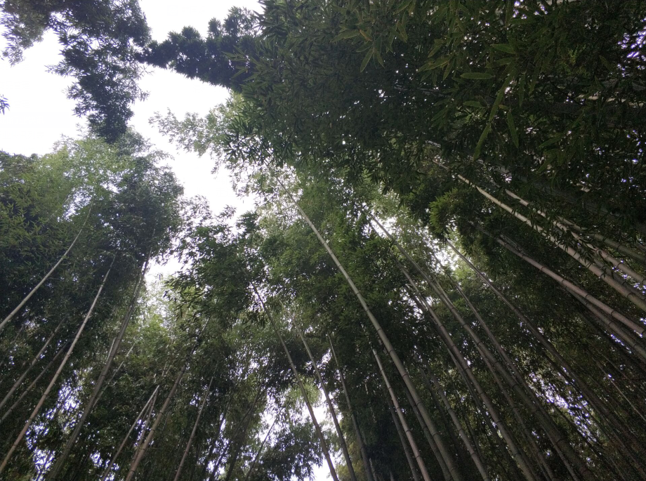 清新竹林 – 千年谭阳