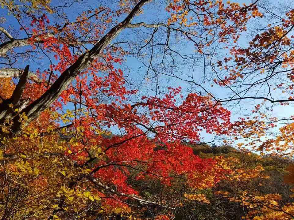 韩国赏枫最佳景区--智异山皮亚谷