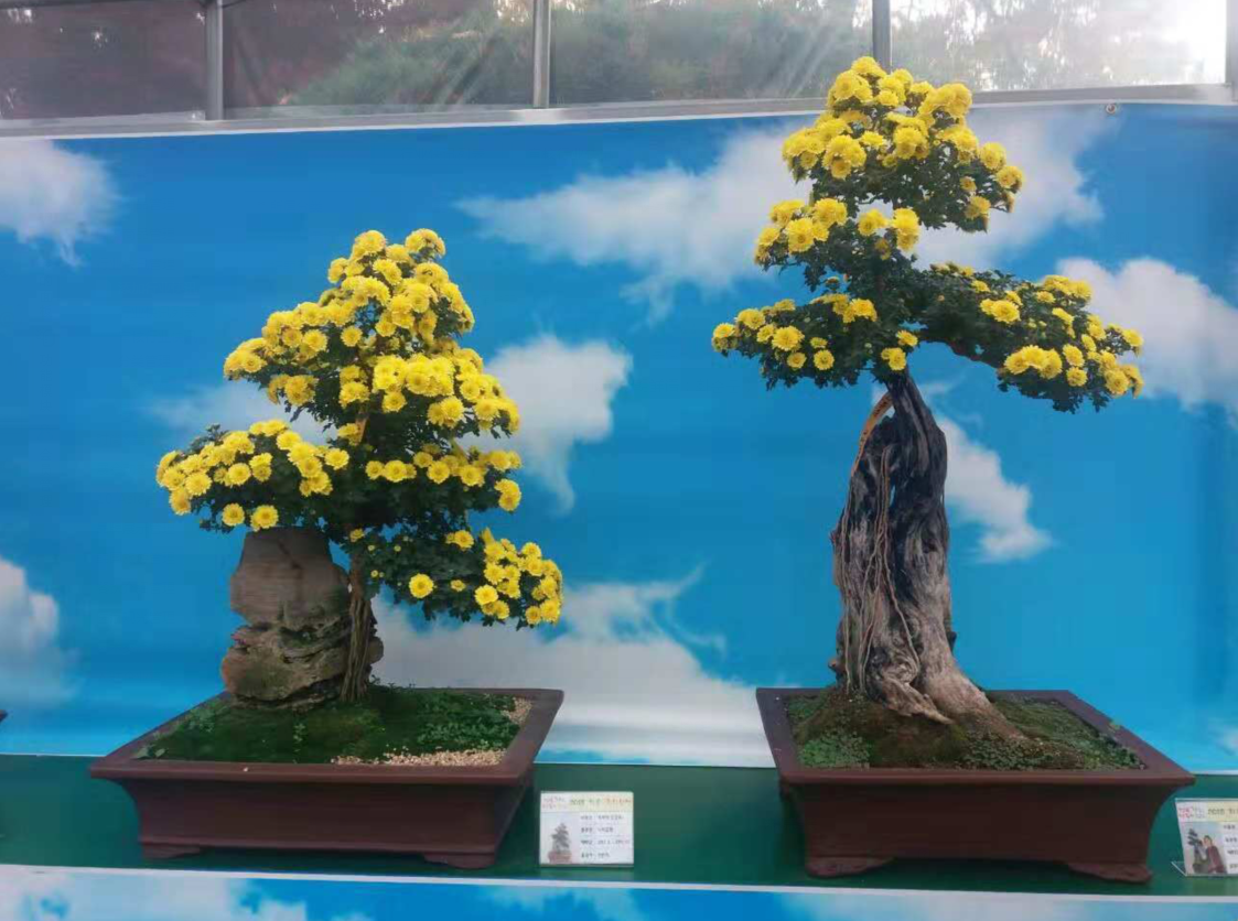 韩国全罗南道和顺郡菊花节