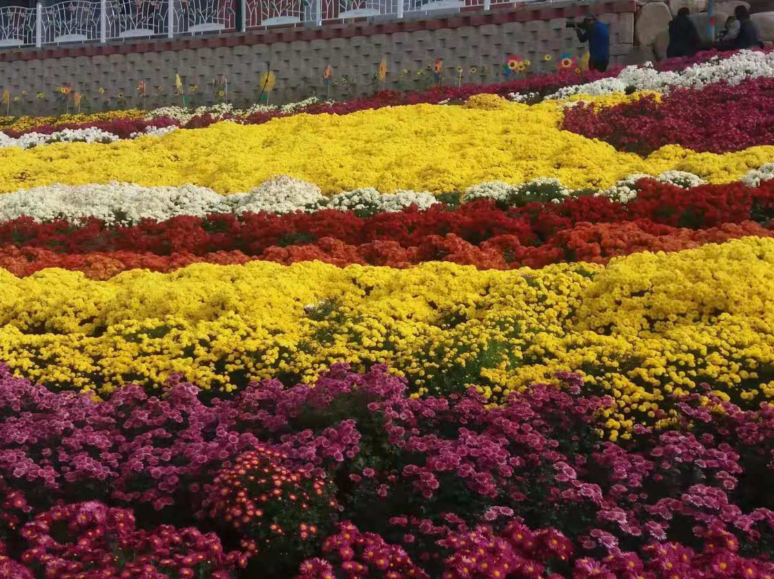 韩国全罗南道和顺郡菊花节
