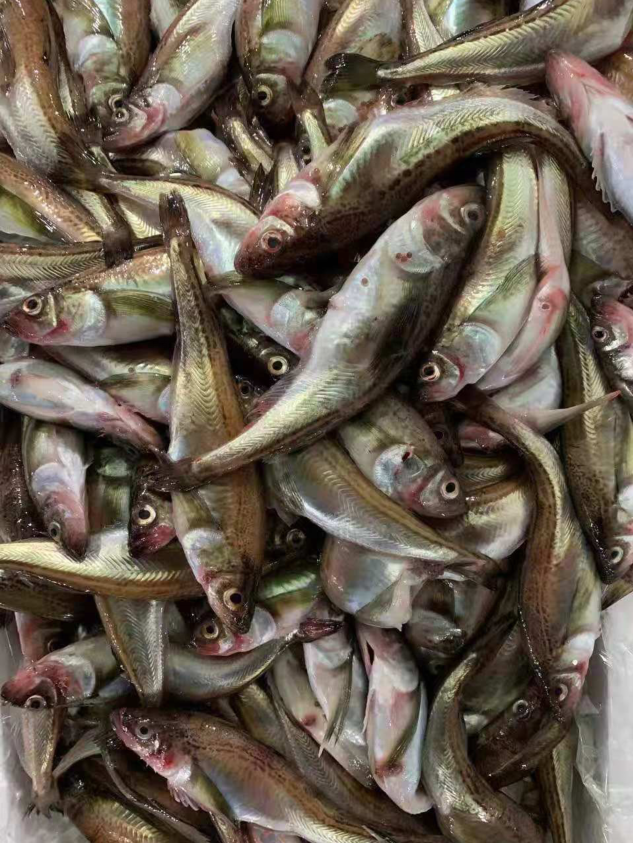 清净地区东海岸束草银鱼庆典 