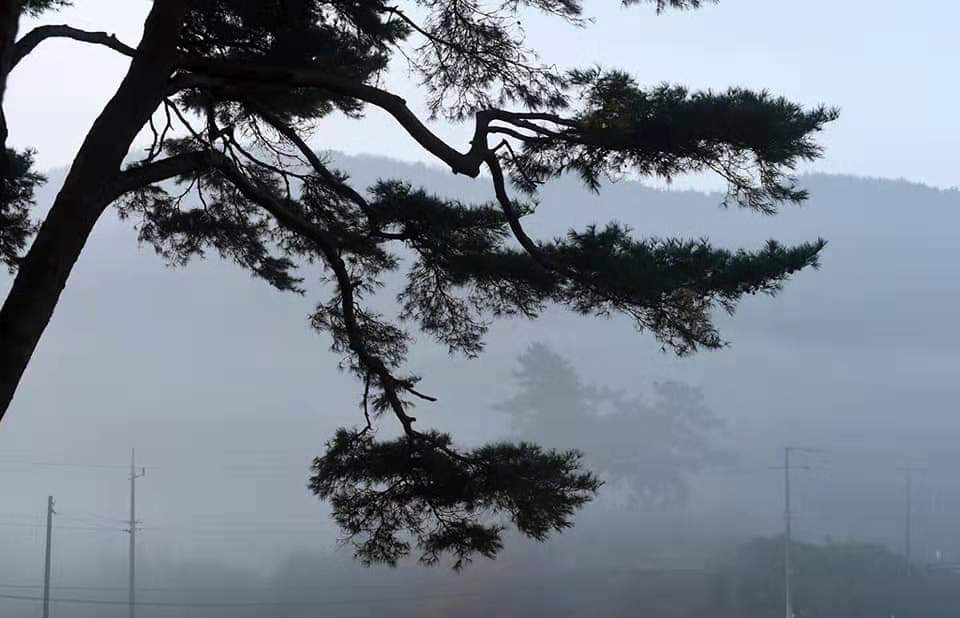 宝城郡熊峙面德林松树林秋景欣赏