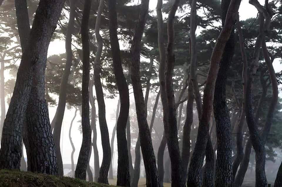 宝城郡熊峙面德林松树林秋景欣赏