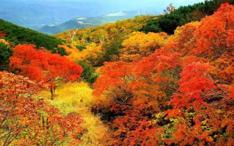 韩国枫叶点缀韩国之秋