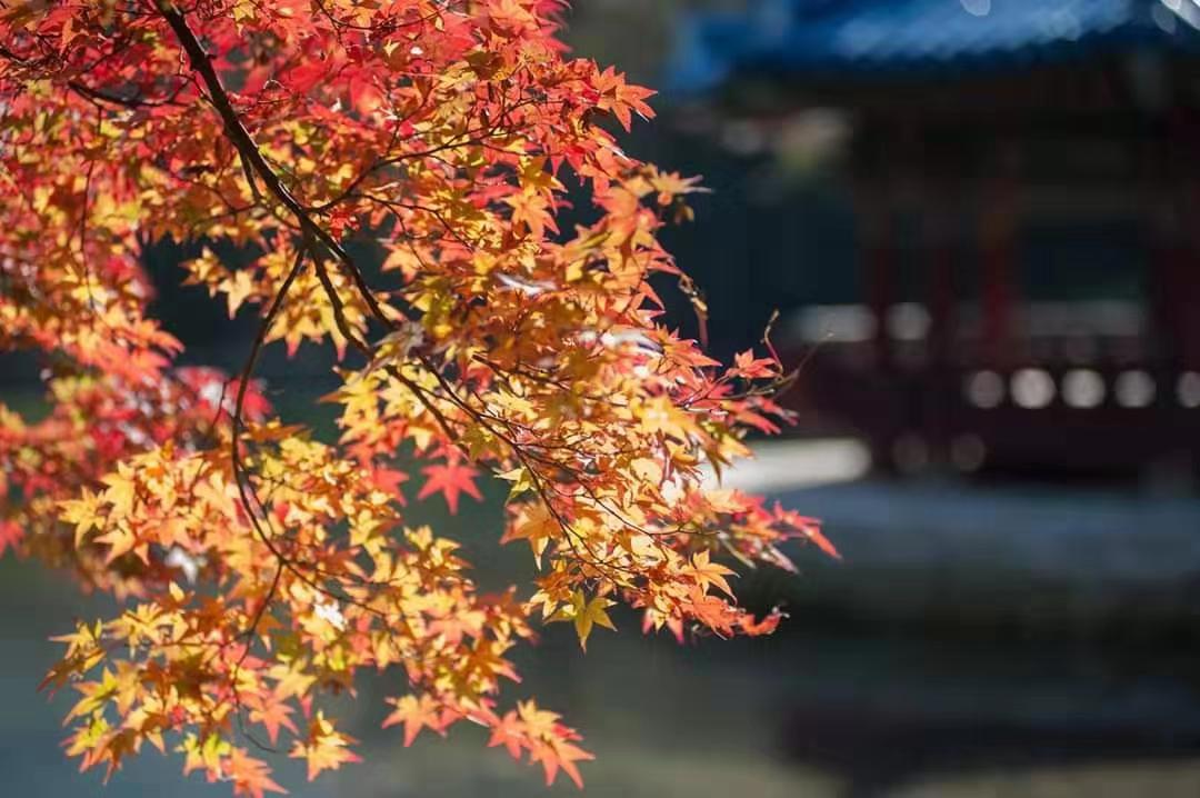 韩国枫叶点缀韩国之秋