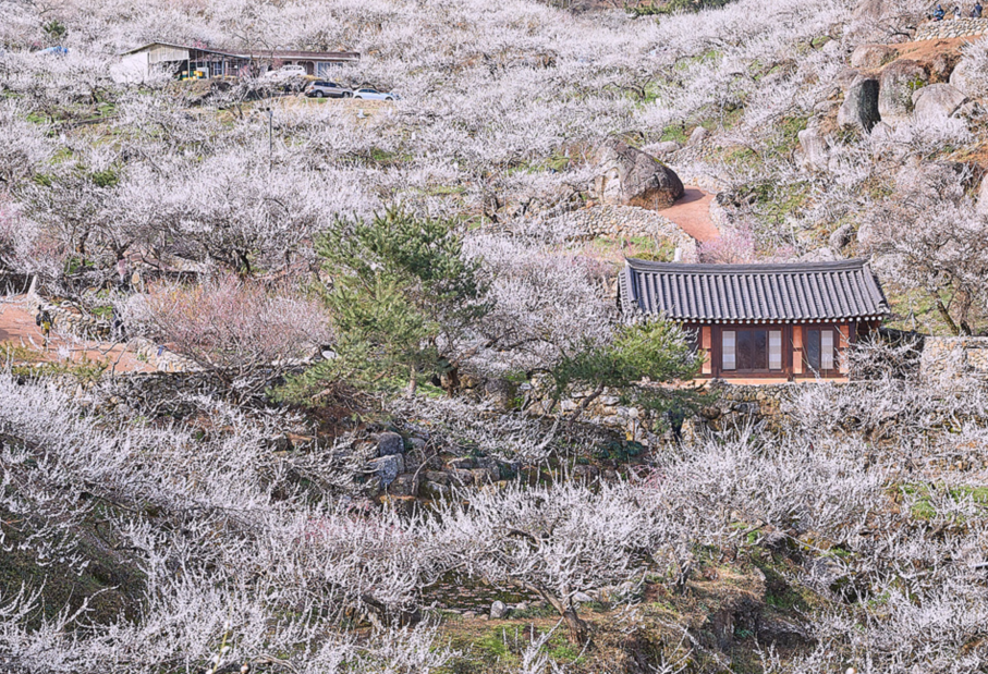 全罗南道赏花之旅