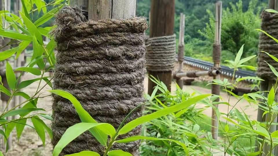 全罗北道茂朱跆拳道园竹林美景