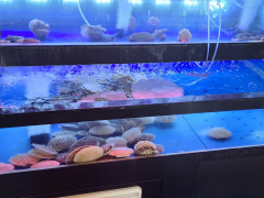 巨济岛浦口客栈，新鲜的烤扇贝和水拌鲍鱼 (8)